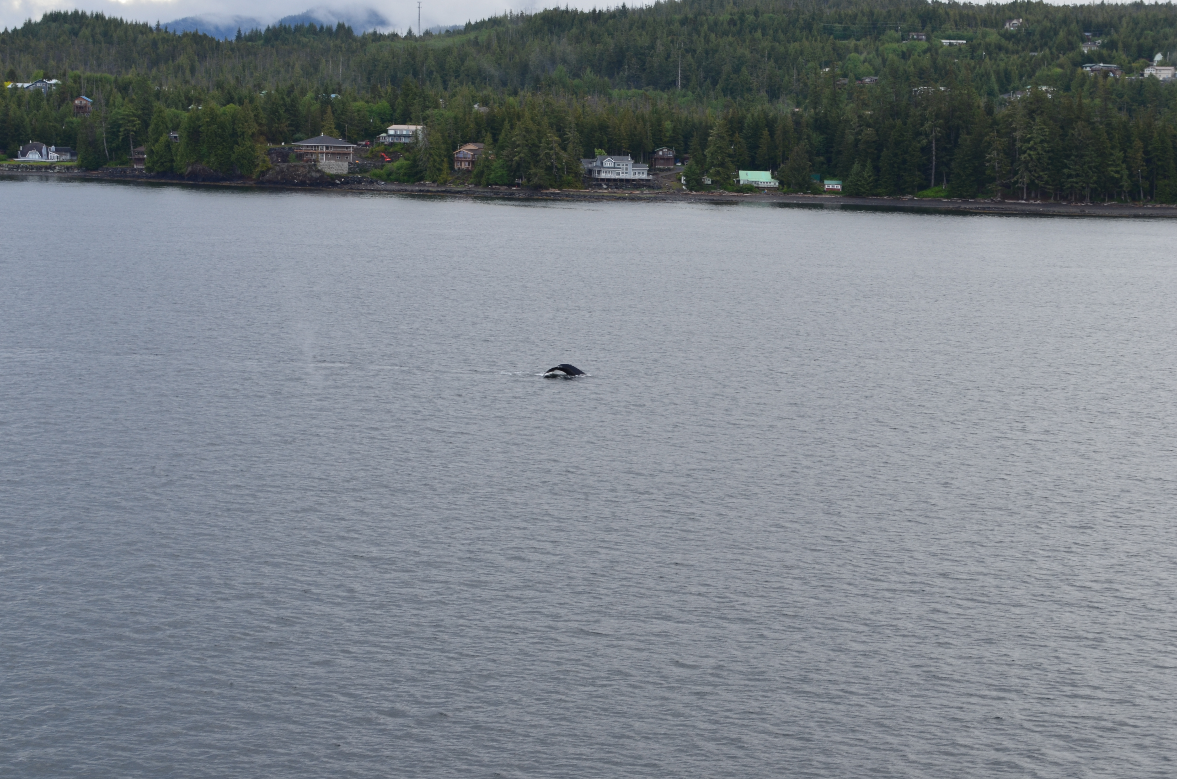 ./2017/08 - Alaska Cruise/11 - Ketchikan/DSC_0389.JPG
